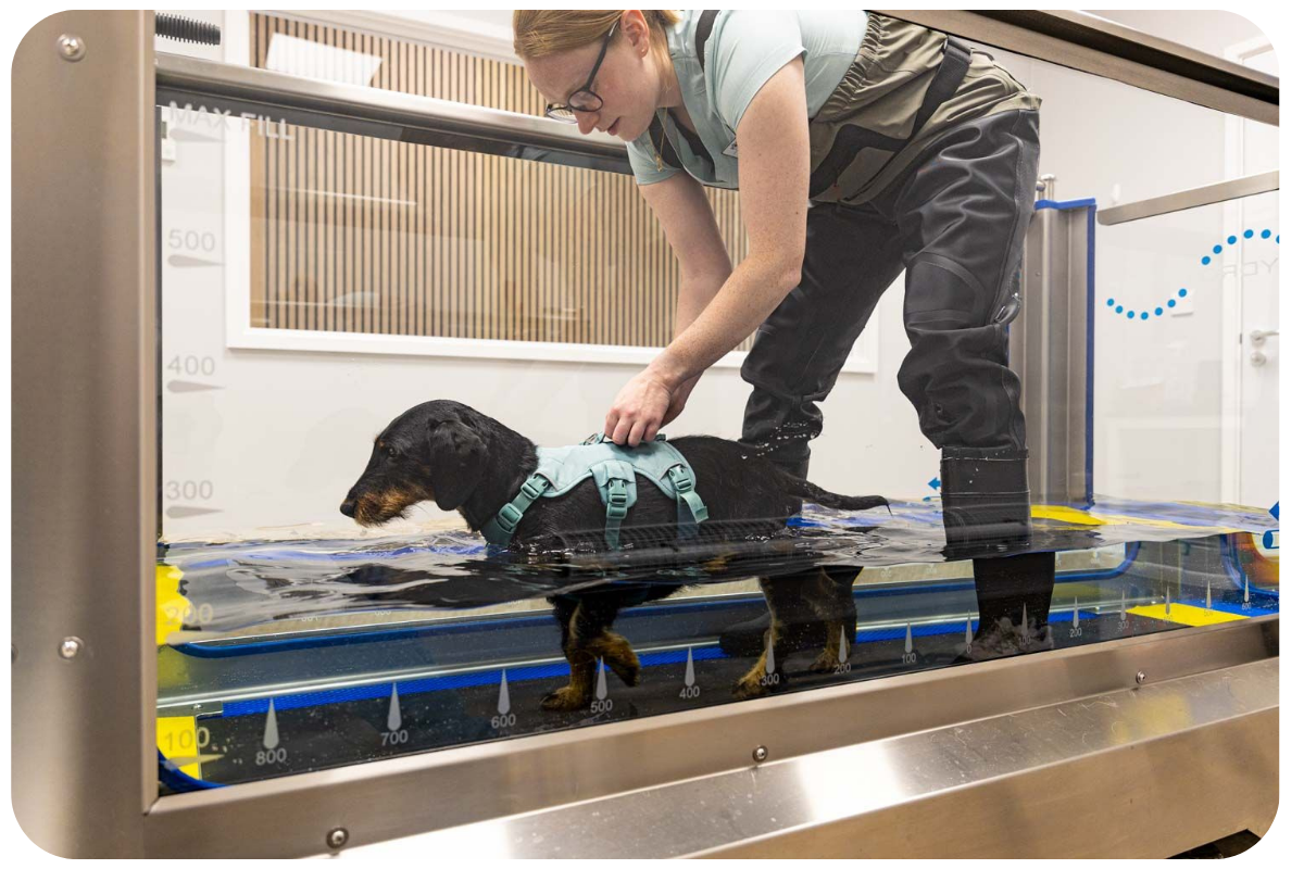 An introduction to: Physio and Hydrotherapy in Pets