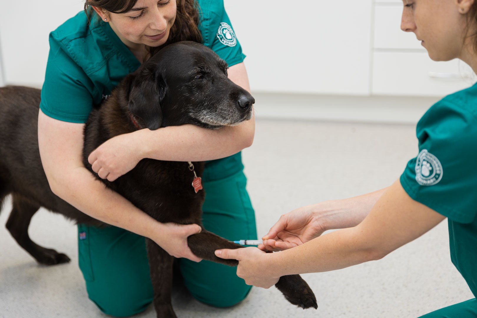 how long should a dog fast before blood work