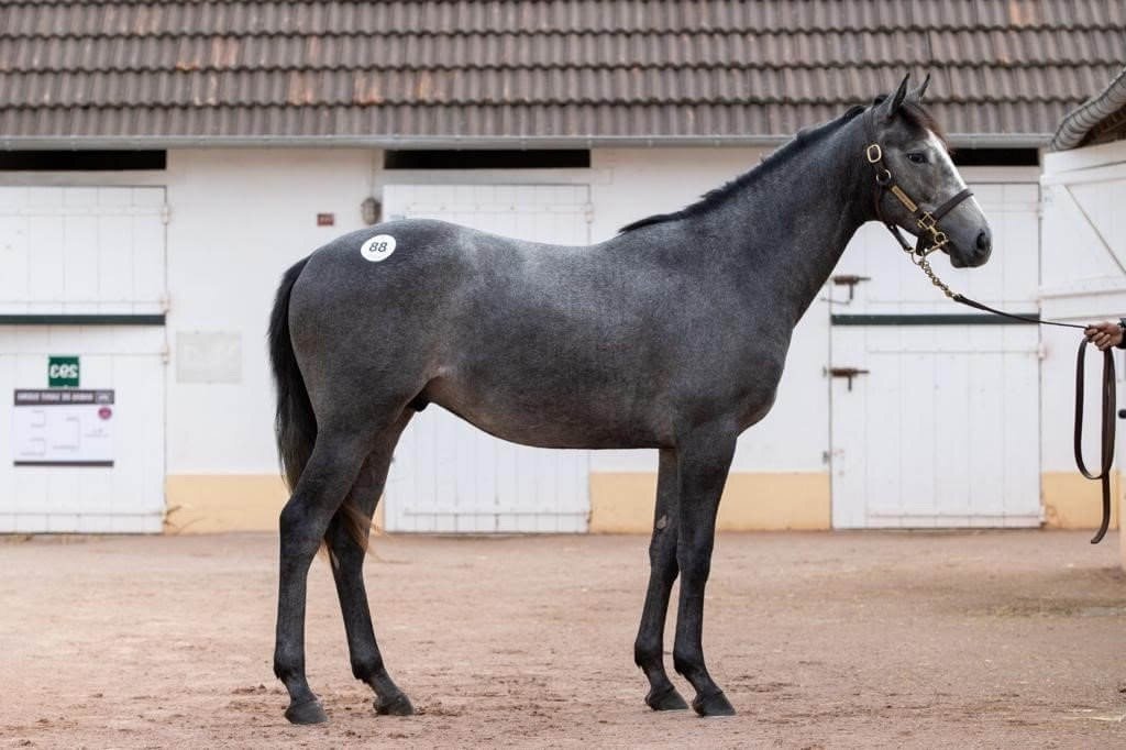 Available Shares — Surrey Racing horse racing syndicates