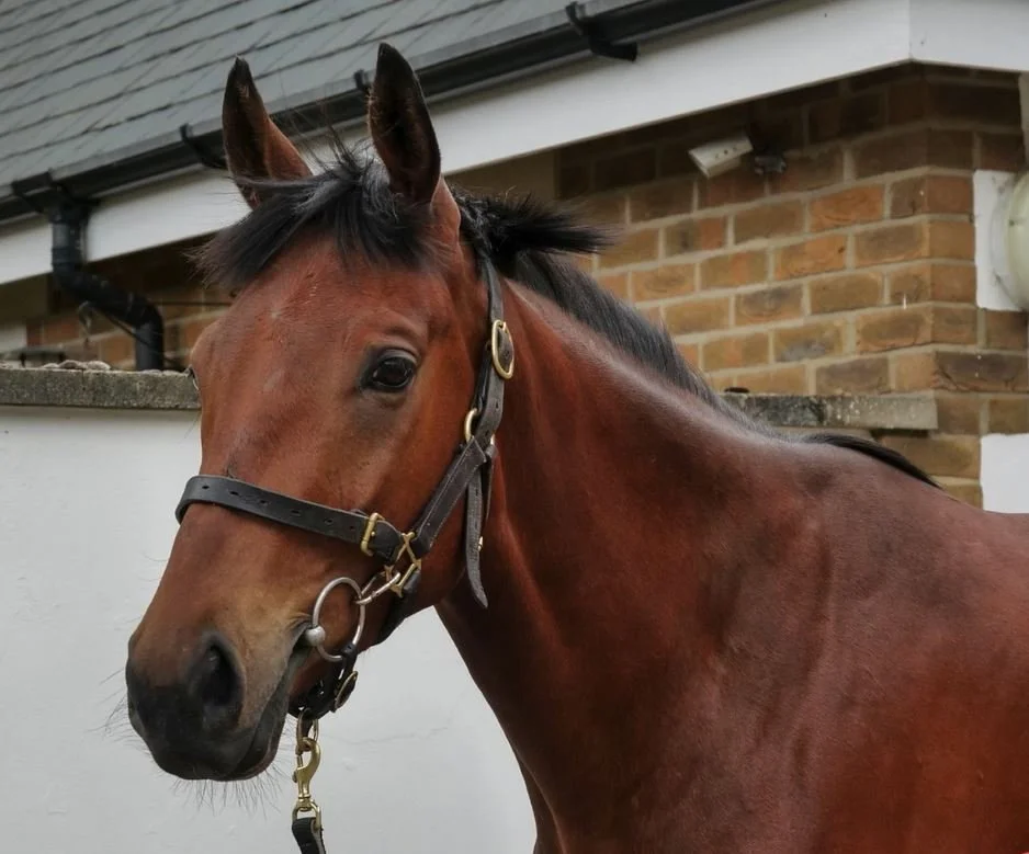 Horse Racing Syndicates — Surrey Racing horse racing syndicates