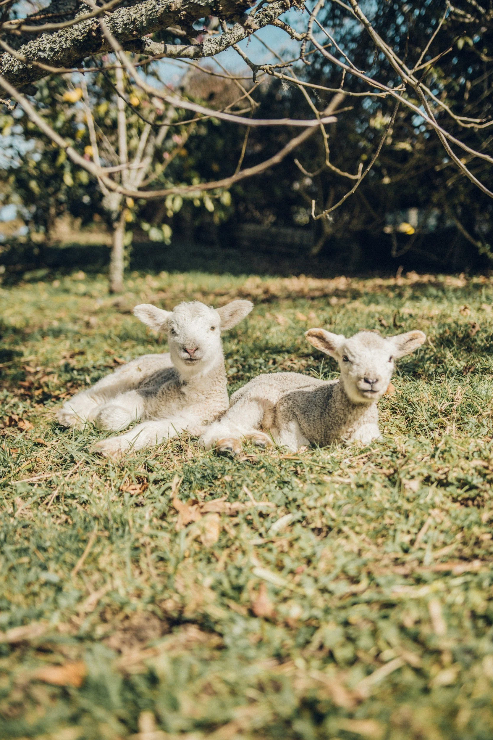 Lambs and our Circadian Rhythm