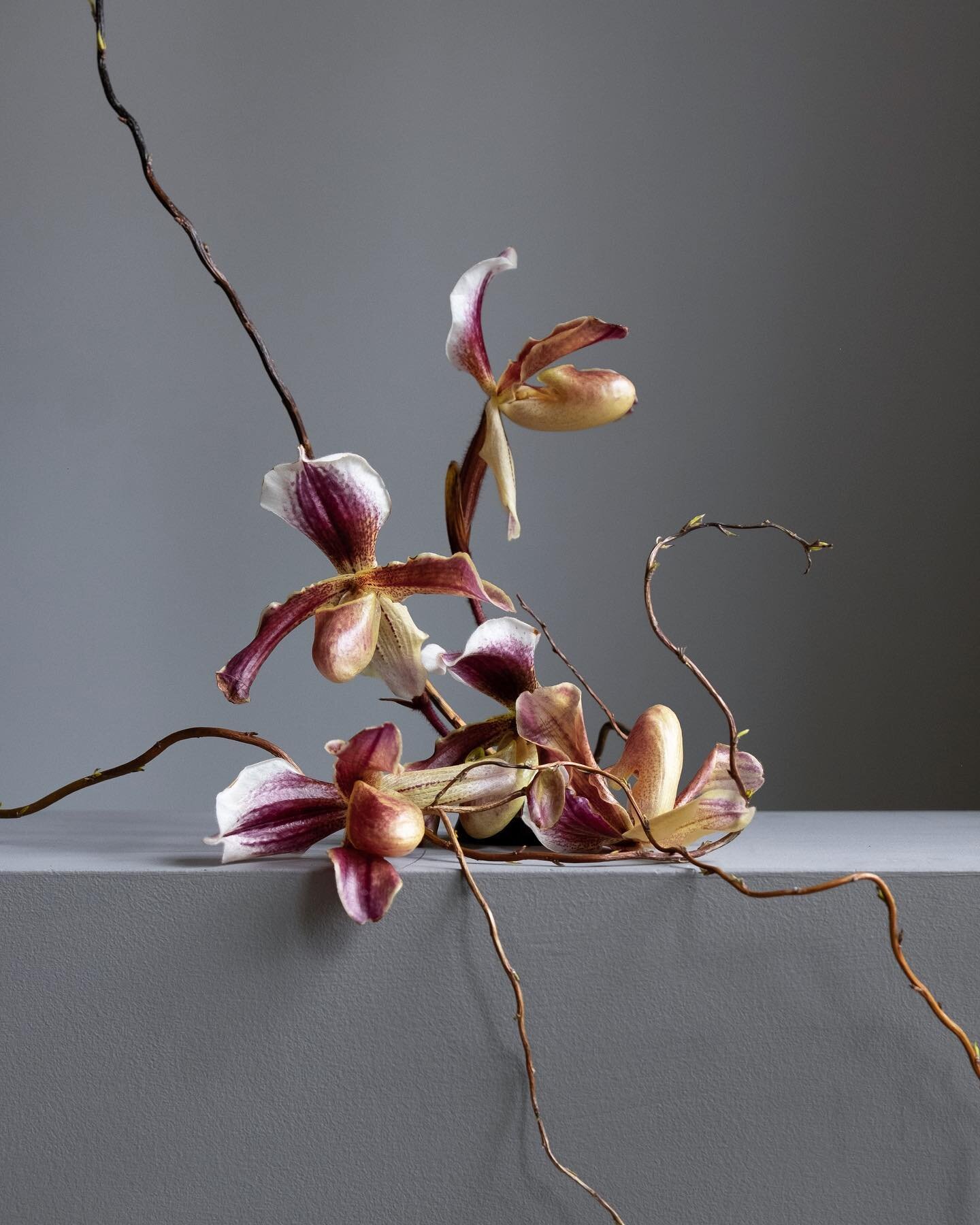 Used these slipper orchids and twisted willow branches for an interior styling shoot 2 weeks ago. Still going strong 💪🏻