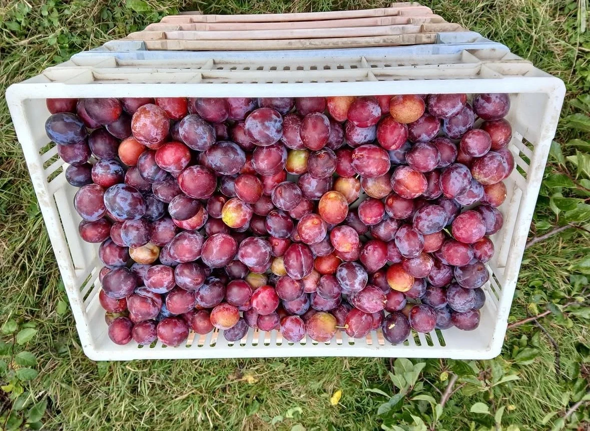 Screenshot 2025-08-20 at 09.42.53.jpeg