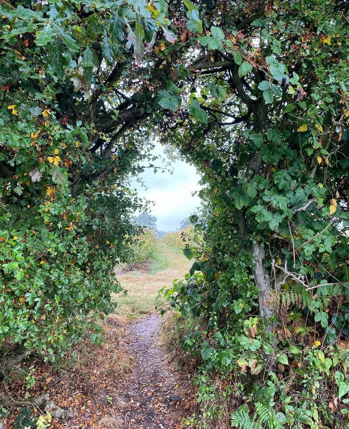 Screenshot 2025-08-20 at 09.43.30.jpeg