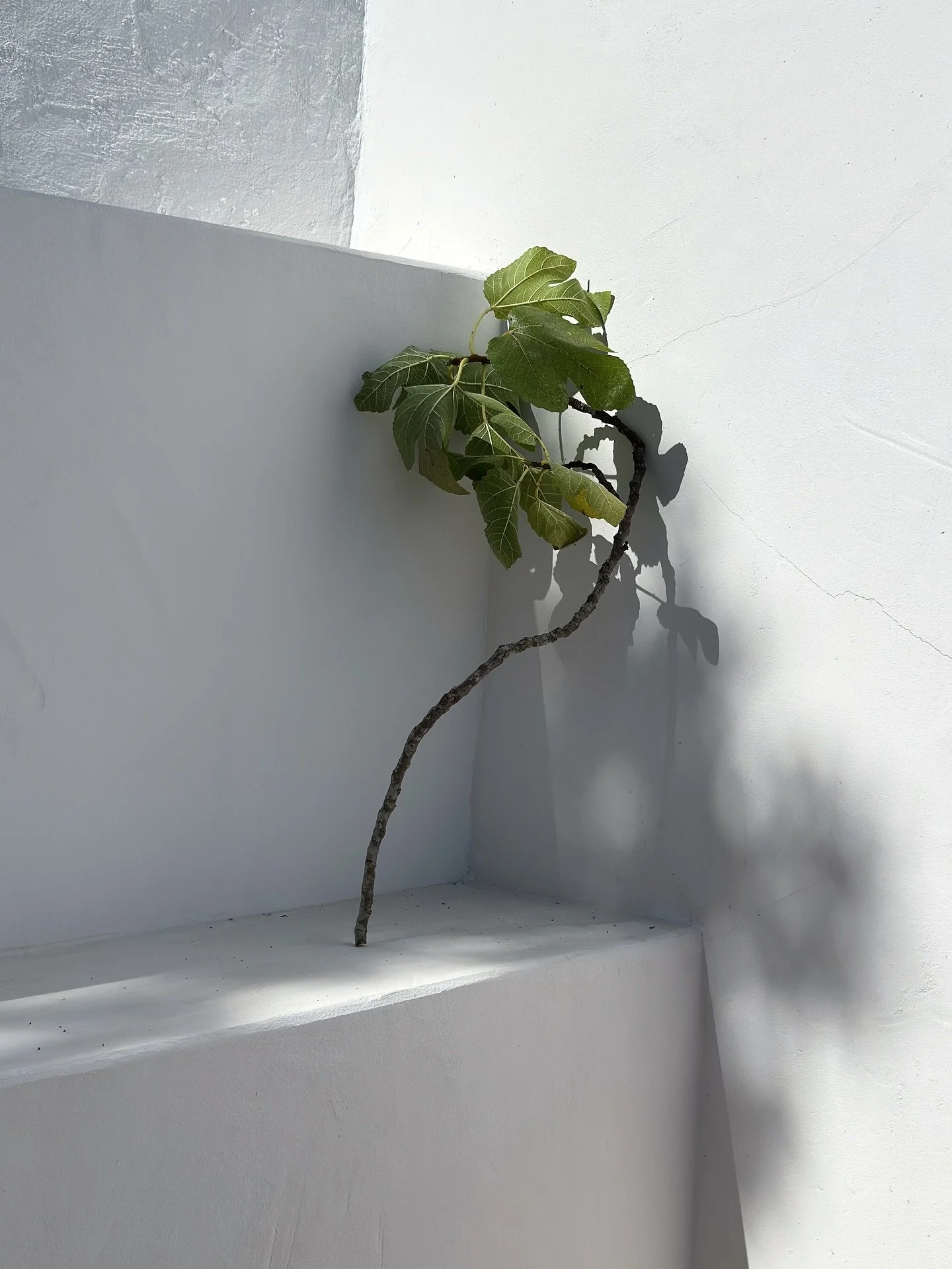 On our very first day at Enso, @miyakosowick and I composed a material library composed of natural materials found from the surrounding land in the Algarve.

What a treat to find twisted branches, giant fig leaves, tall grasses and spiky, dried flowe