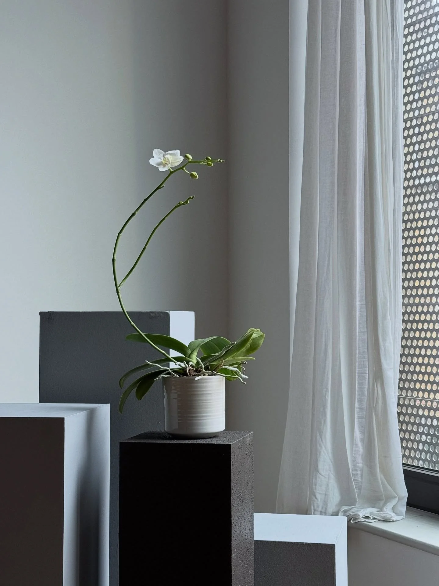 Back in the studio and greeted by our new orchid flower &mdash; it&rsquo;s rebloomed from last year! What a beautiful way to start 2026. 

Hope everyone had a lovely holiday season. We had a long winter break back home in Canada, filled with snowy, q