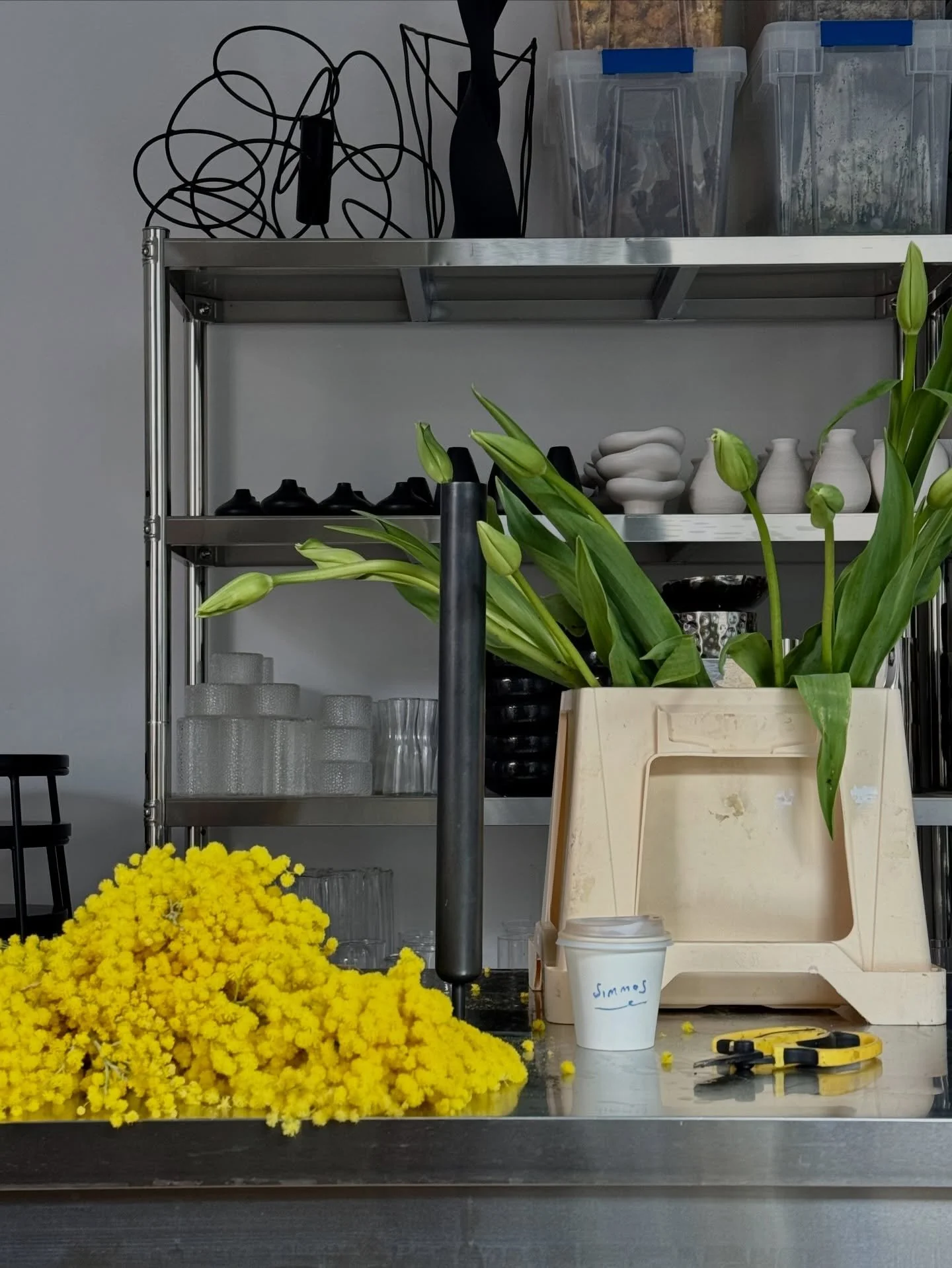 Our third and final post to our mimosa series this week. We just can&rsquo;t get enough of it 🥹💛

#mimosa #springflowers #floweroftheseason