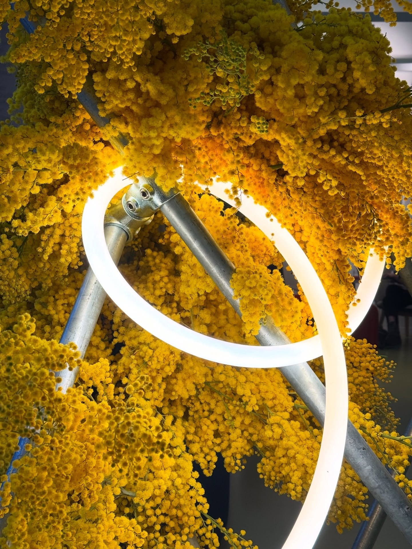 Soft mimosa meets, geometric metal meets, dancing rope lighting &mdash; this was our entrance installation for Rambert Dance Company&rsquo;s centennial celebration.

If only I could send the scent of mimosa through your screen. 
 #mimosa #eventinstal
