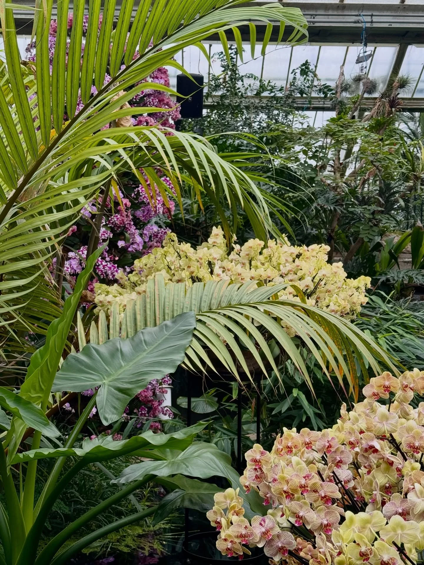 Nothing quite like a visit to @kewgardens annual Orchid Festival in the middle of a grey February ☺️

#kewgardens #orchidfestival #londonflowers