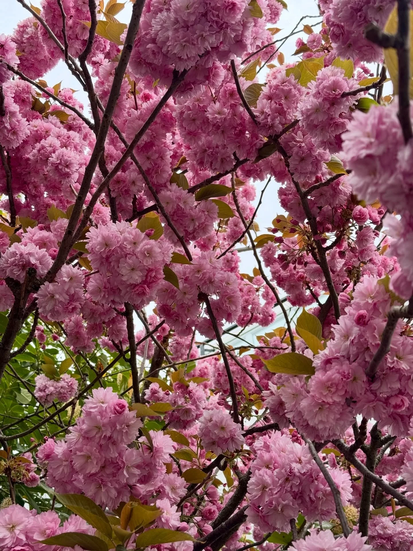 An appreciation post for the fleeting beauty of the cherry blossom. I hope you found a moment to pause and take in their fluffy beauty! 🌸

PS. If you&rsquo;re East, check out the west corner of Victoria Park around Gore Road. 

#cherryblossomseason 