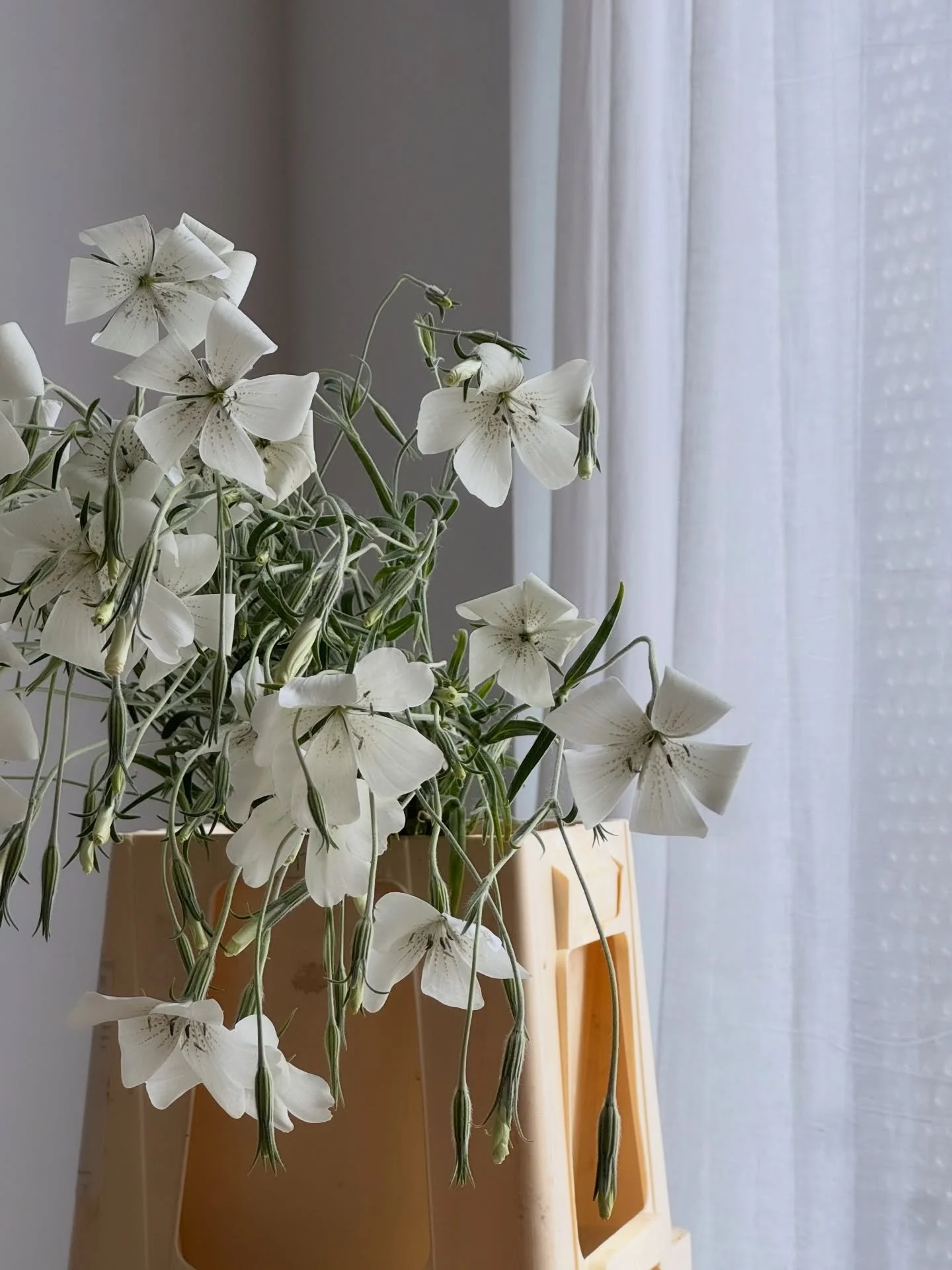 I love these so much it hurts. 

Thank you @bloomfieldoflondon for these amazing agrostemma.