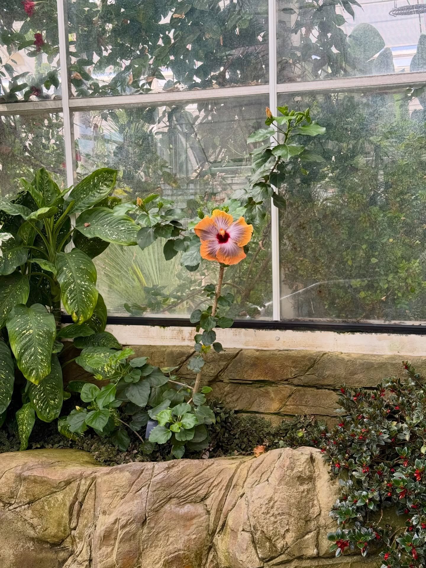 Went to Wisley for the first time and now it&rsquo;s in our top three UK gardens. 

I fell head over heels for the giant hibiscus flowers inside the greenhouse. And make sure to check out the alpine flowers in the greenhouse at the top of the rock ga