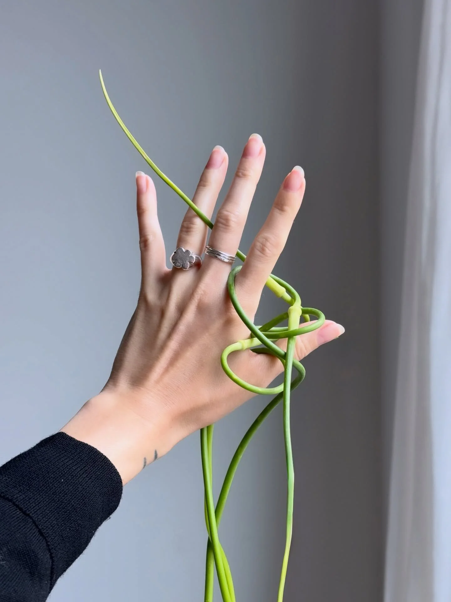 Was doing some conditioning and the alliums wrapped themselves around my hand in the most beautiful, sculptural way. 

Love these with my whole heart, but boy do they have a strong fragrance!