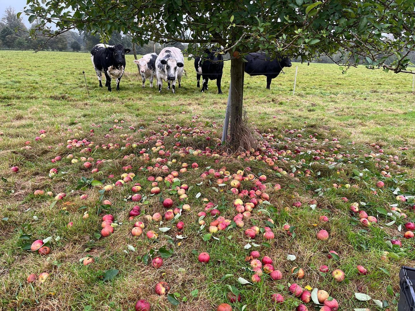 This was us at the weekend, scrabbling around on the orchard floor picking up the last of the Dabinetts before the cows munch them all. This is a cider variety, not popular in Suffolk, so worth going the extra mile for. Thanks Dick for your permissio