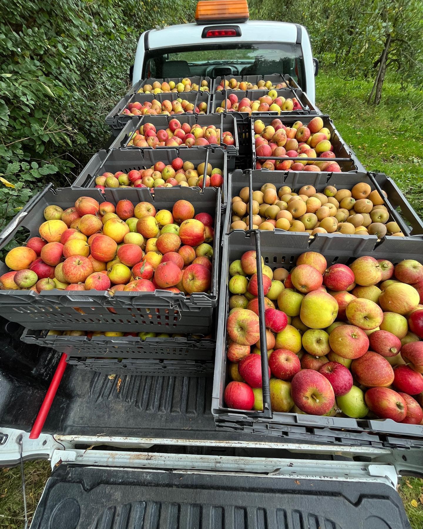 As the apple harvest draws to an end we are grateful to all those who have donated apples and pears to us this year. It&rsquo;s all very exciting as we embark on scaling up and this last lot will take us to another level again. Cox&rsquo;s and Russet