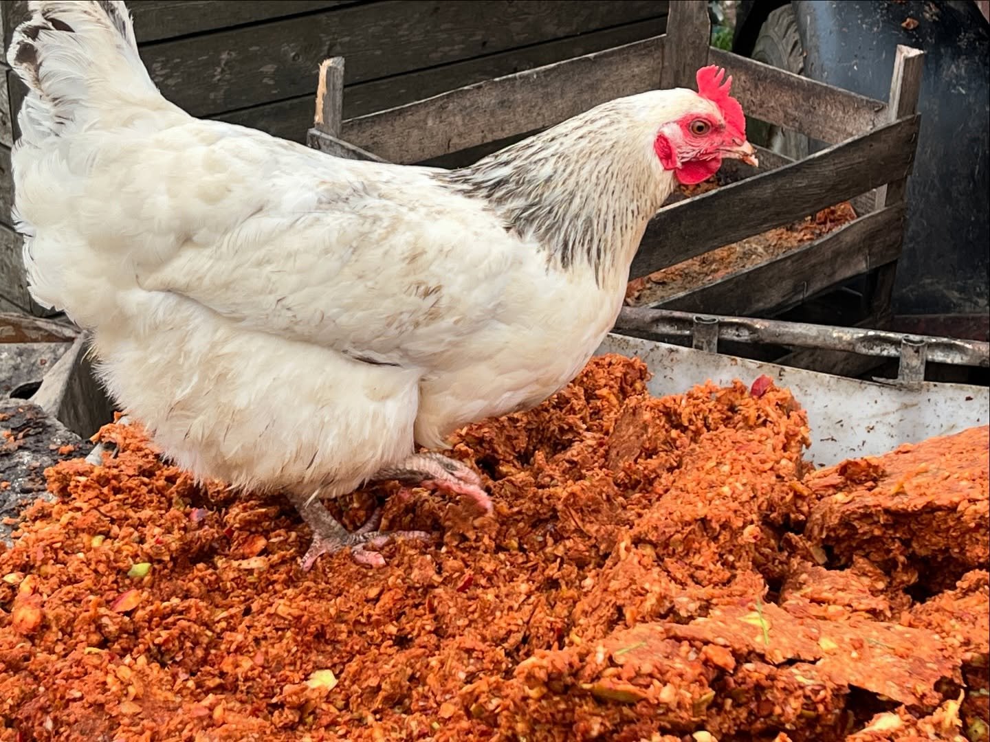 It&rsquo;s not just the pigs that enjoy our pressed fruit. The chickens get in on the act too. This lot is our last for the year, over 9 tons of apples collected and juiced. The last batch coming in at 1.064 OG, that&rsquo;s a whopping 8.5% ABV! Let&
