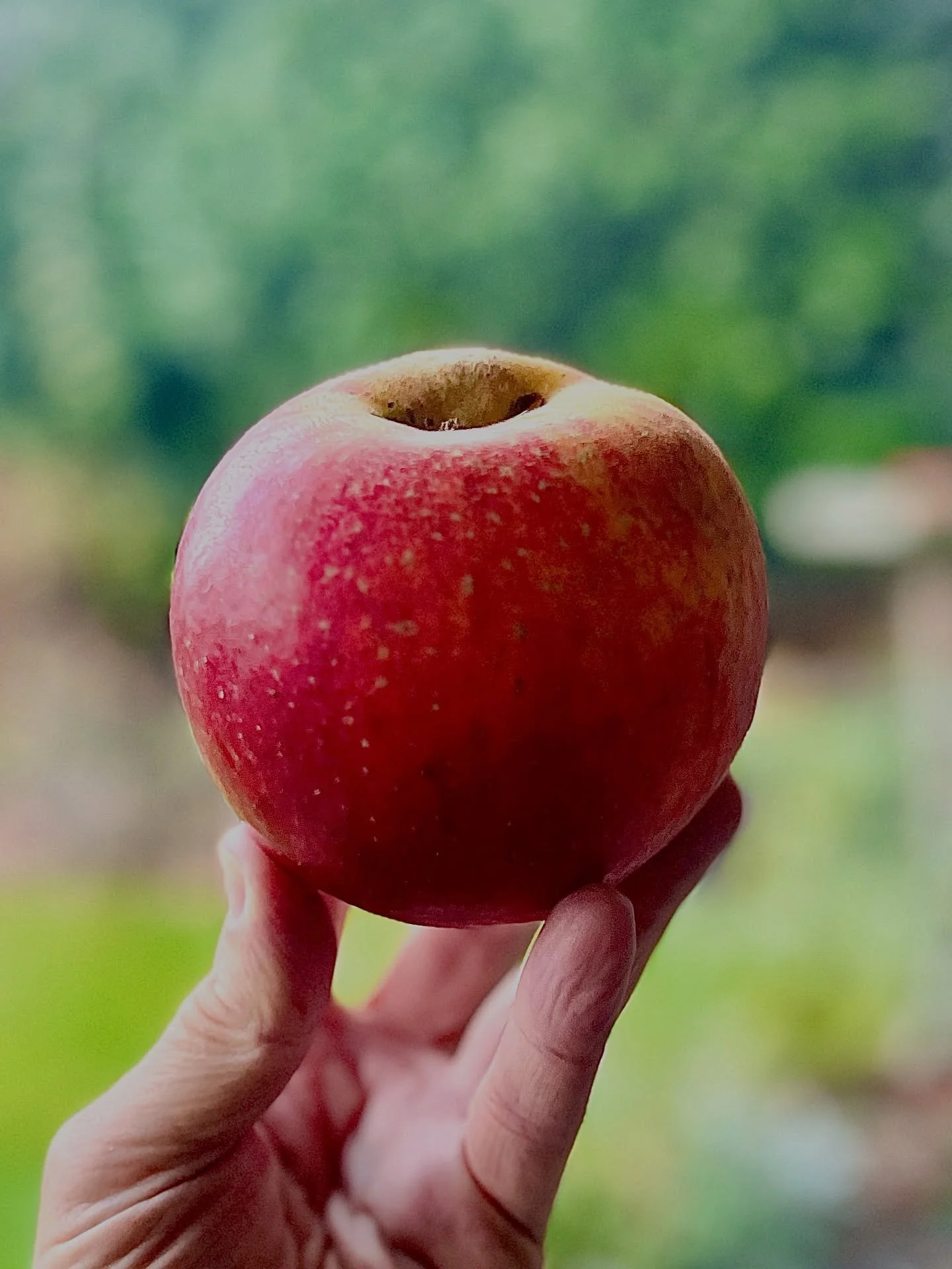 Now. This is a Bramley&rsquo;s Seedling Apple. Not one of those horrible sharp cooking apples from a supermarket, but a real Bramley that came off the tree in November and will keep in storage until May next year. This one however will make a lovely 