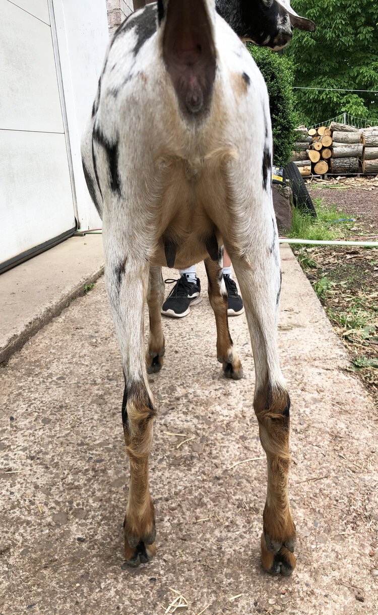 Betty as a dry yearling spring 2021