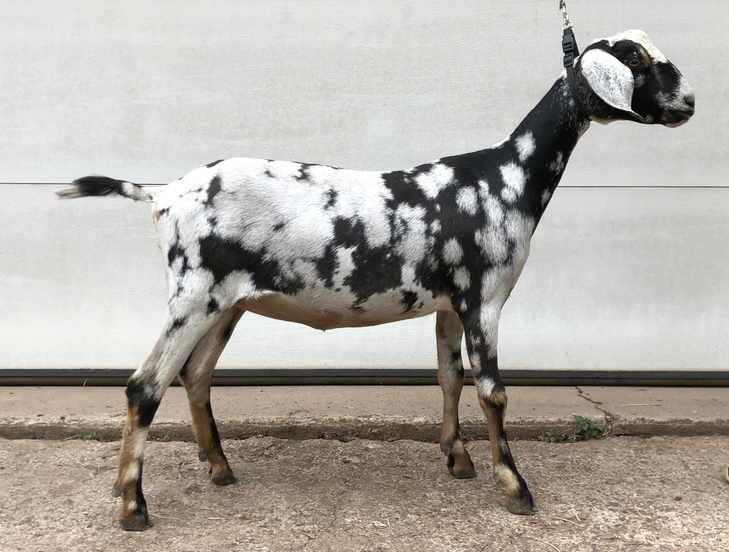 Betty as a dry yearling spring 2021