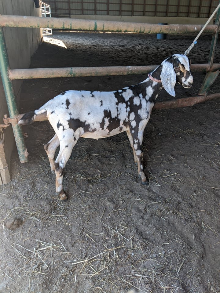 Betty after her first clip