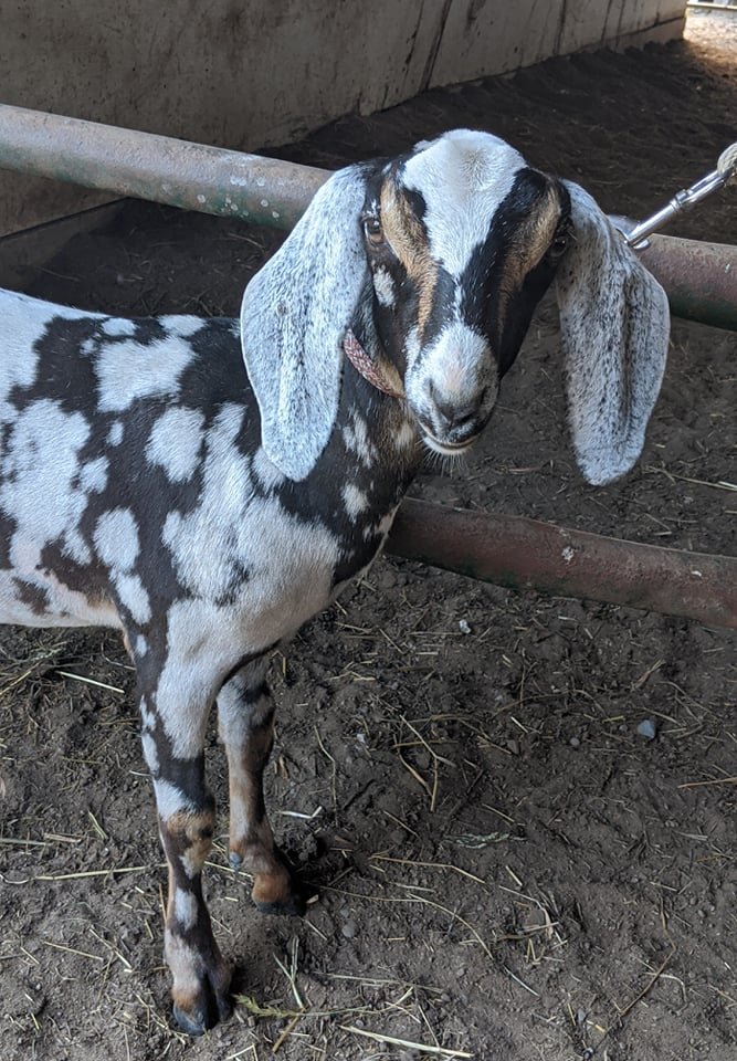 Betty after her first clip