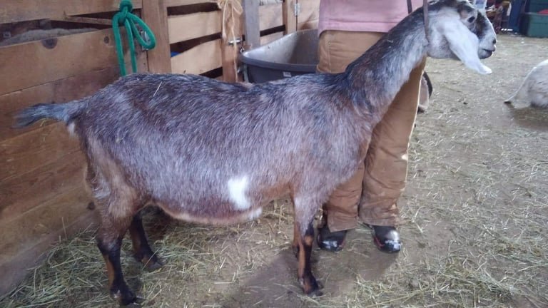 Betty's grand dam, sire side