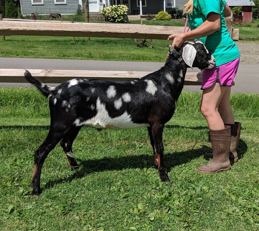 Betty's sire