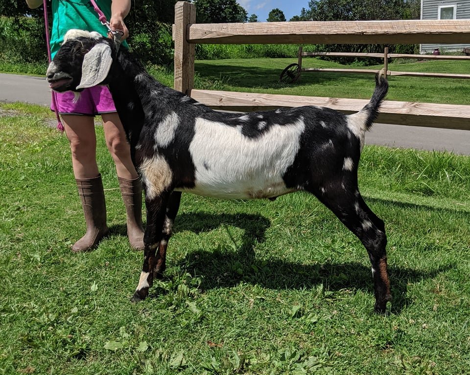 Betty's sire