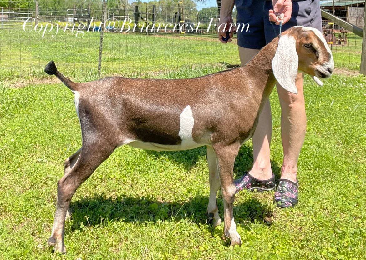 2025 daughter - Briarcrest ICM Cracklin' Rosie - Photo used with permission from Briarcrest