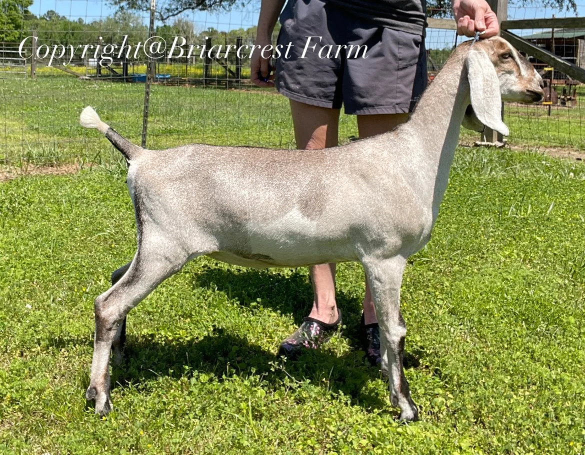 2025 daughter - Briarcrest ICM Butterscotch - Photo used with permission from Briarcrest