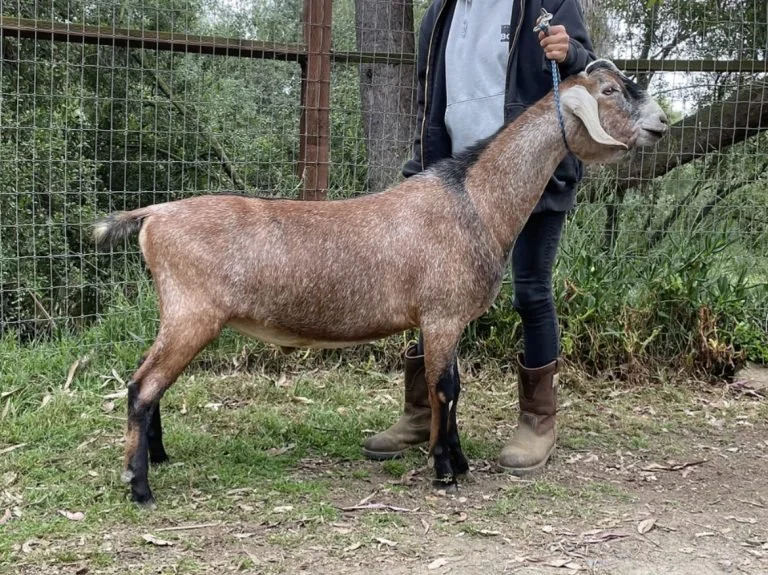 *B CA Blackberry's Ice Cream Man - yearling - courtesy of CA Blackberry's