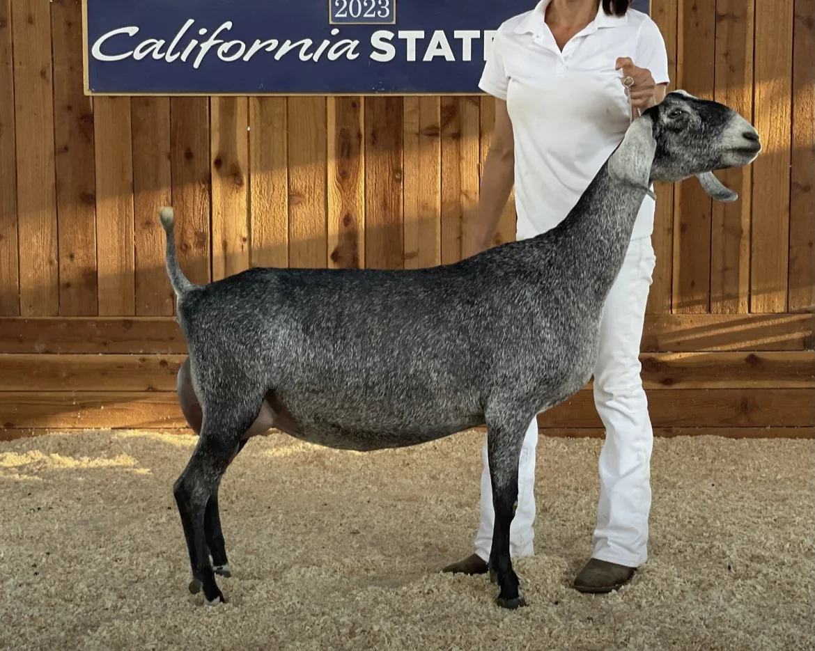 GCH Ca Blackberry’s WP Glass Slipper 2*M 03-02 EX91 VEEE - courtesy CA Blackberry's