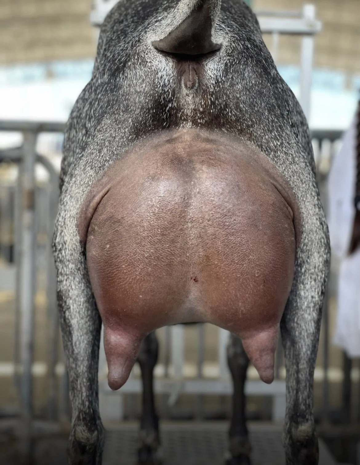 GCH Ca Blackberry’s WP Glass Slipper 2*M 03-02 EX91 VEEE - courtesy CA Blackberry's