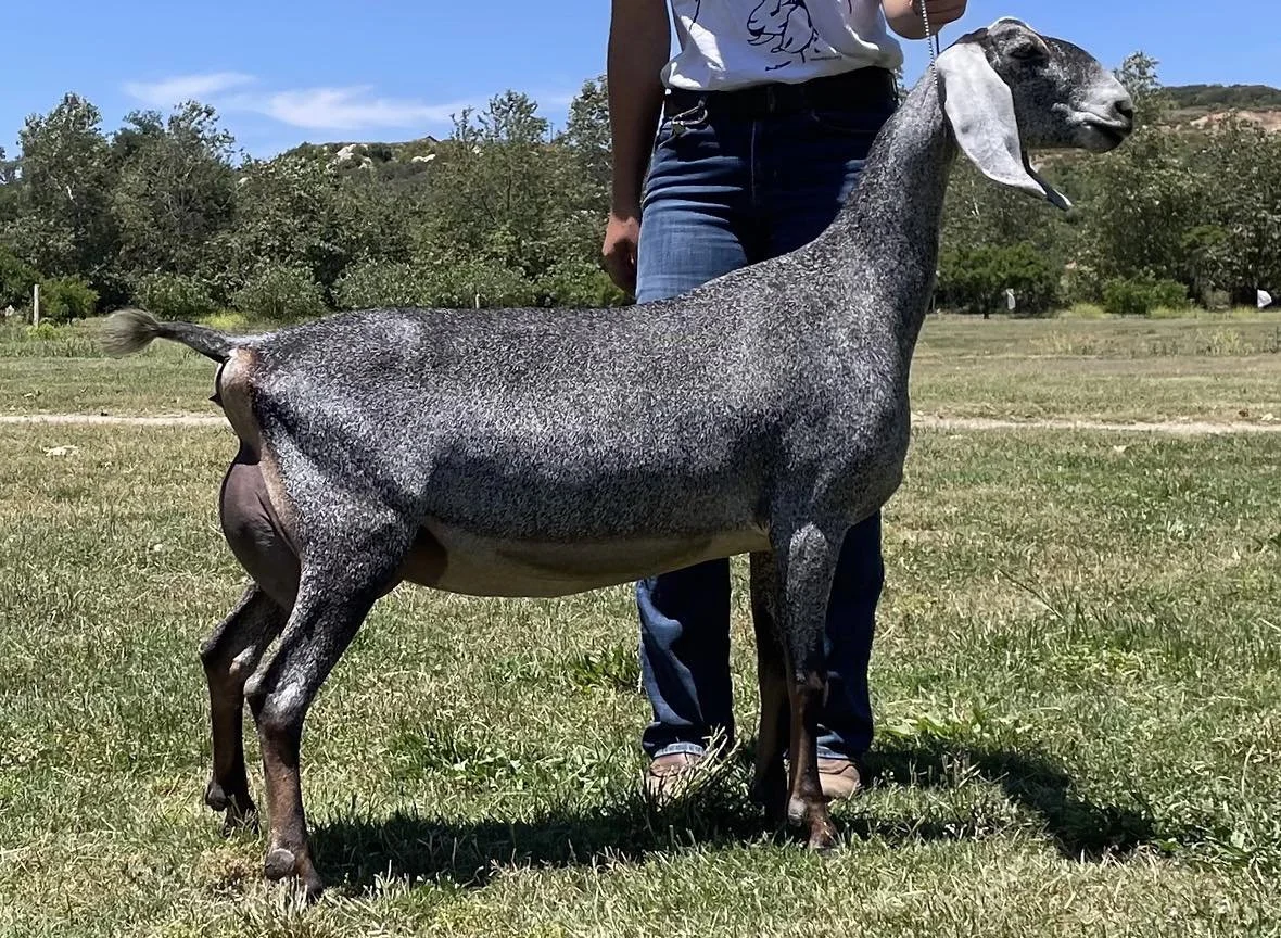 Ca Blackberry's Vietri Slipper * ELITE*  PB Nubian 02-04 EX91 EVEE - Littermate sister - Courtesy CA Blackberry's