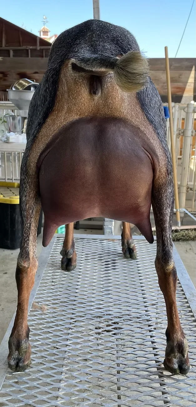 Ca Blackberry's Vietri Slipper * ELITE*  PB Nubian 02-04 EX91 EVEE - Littermate sister - Courtesy CA Blackberry's