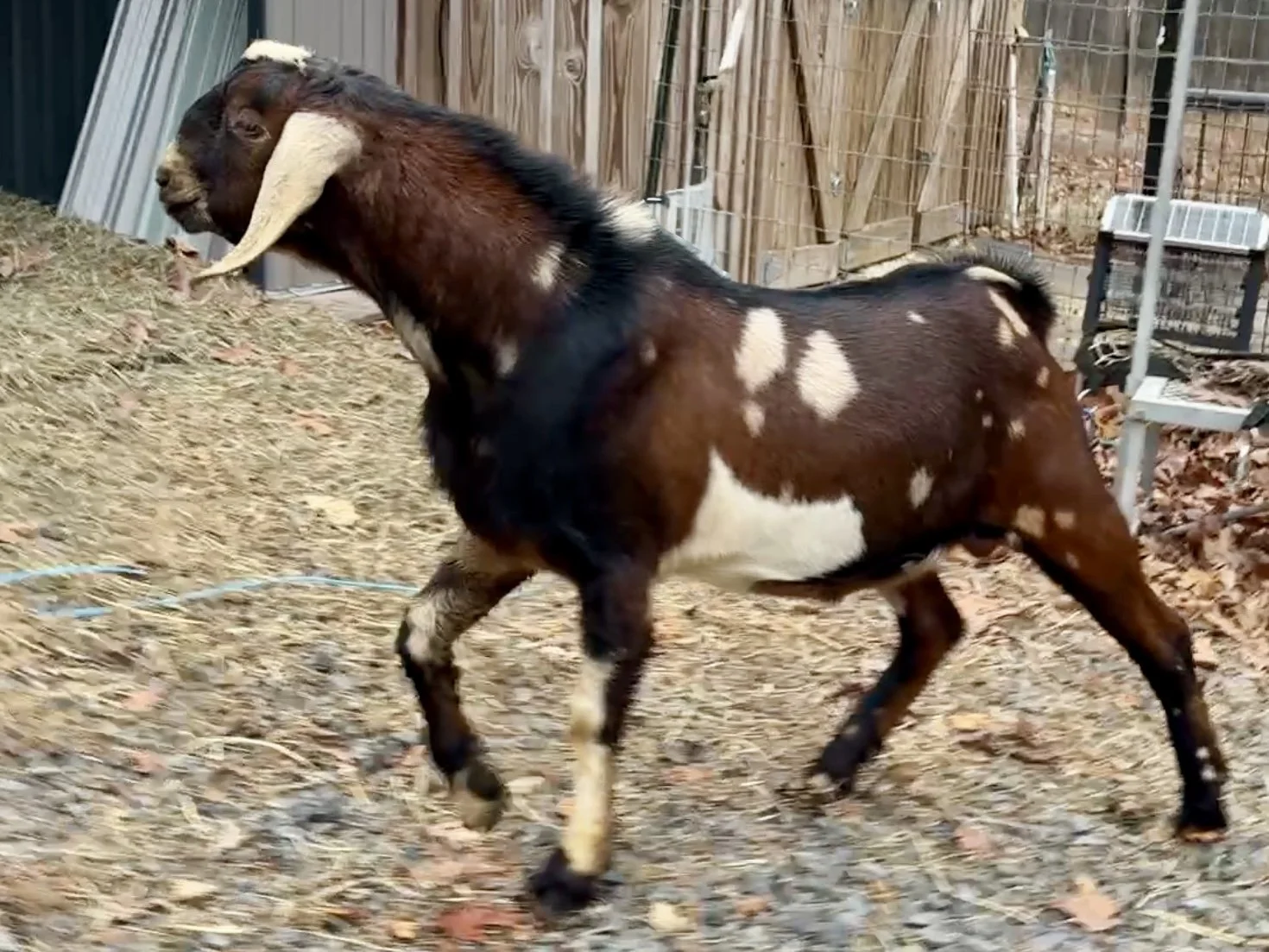 Shaboozey Nov 25.jpg