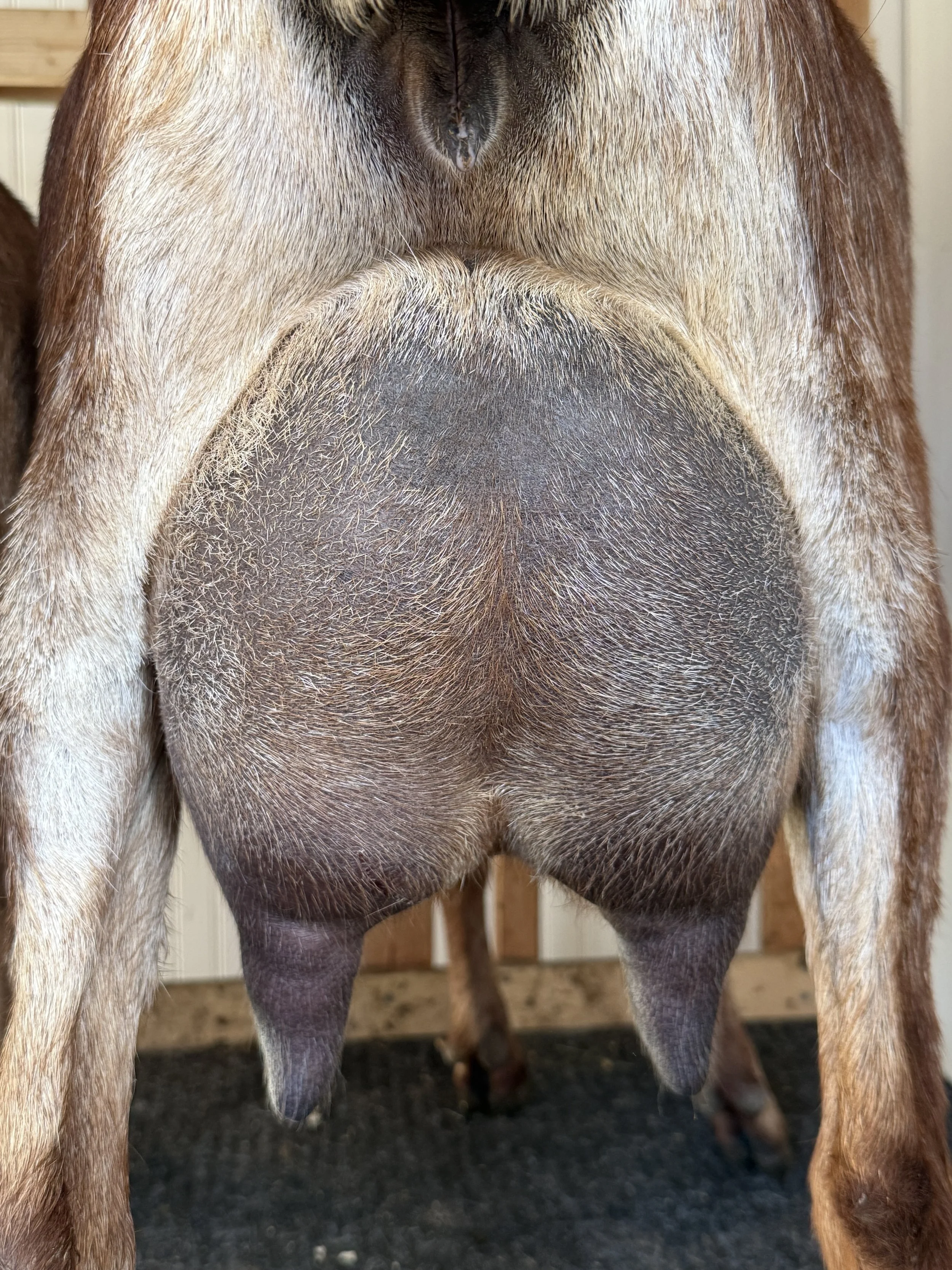 Aurora, FF 1 month fresh