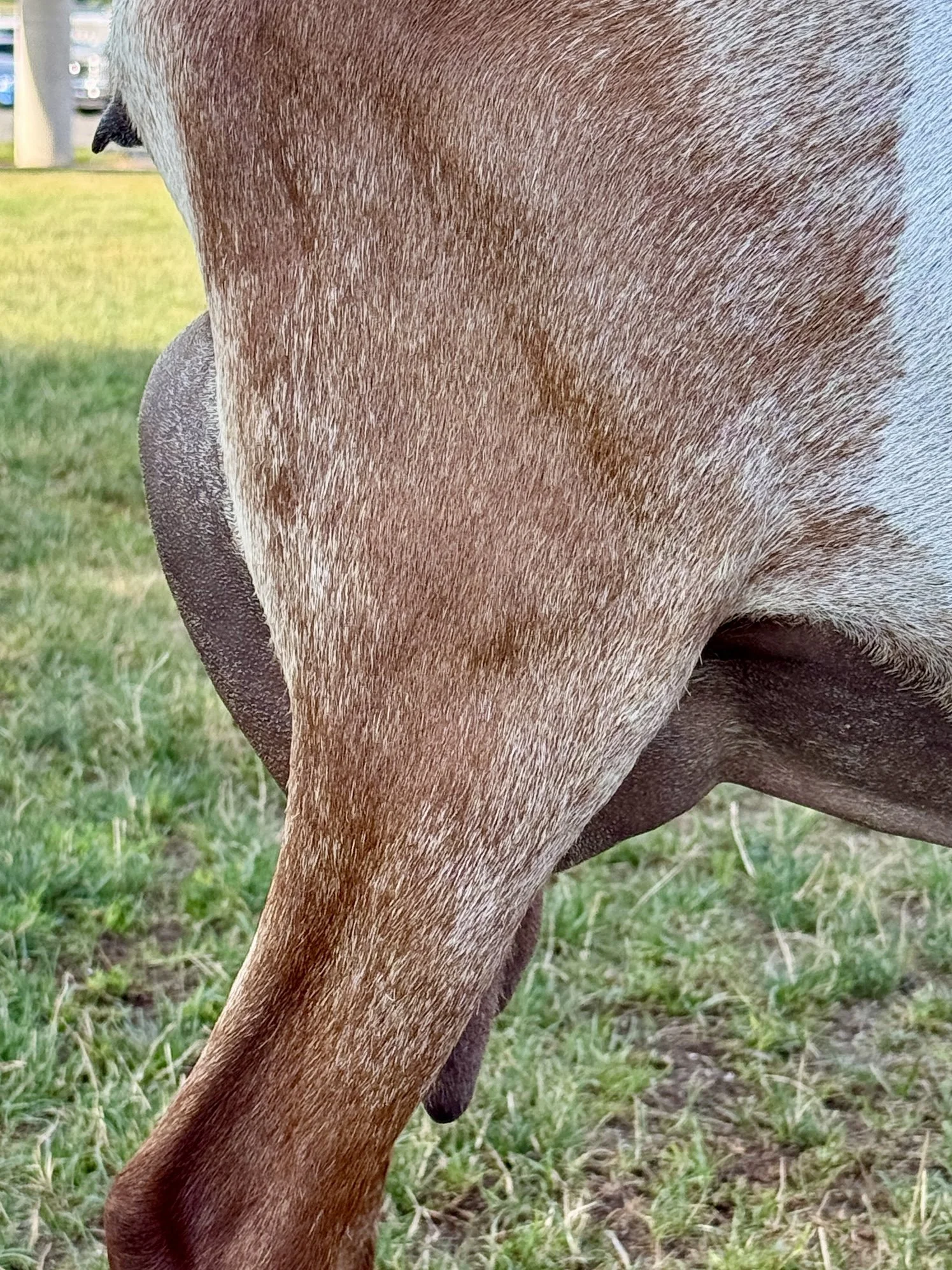 Aurora, 2yr 1F 3 months fresh