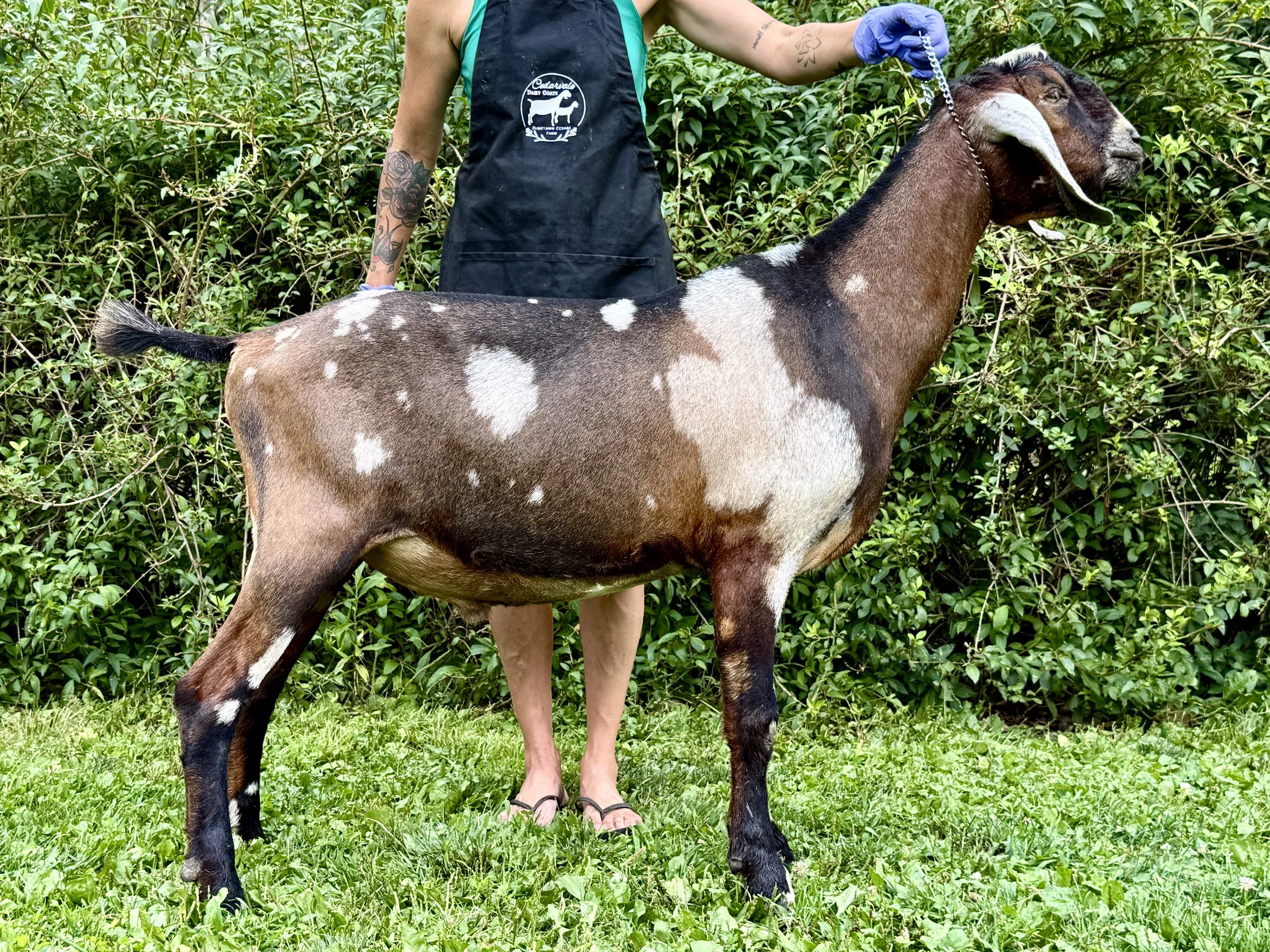 Shaboozey_aug_2026.jpg