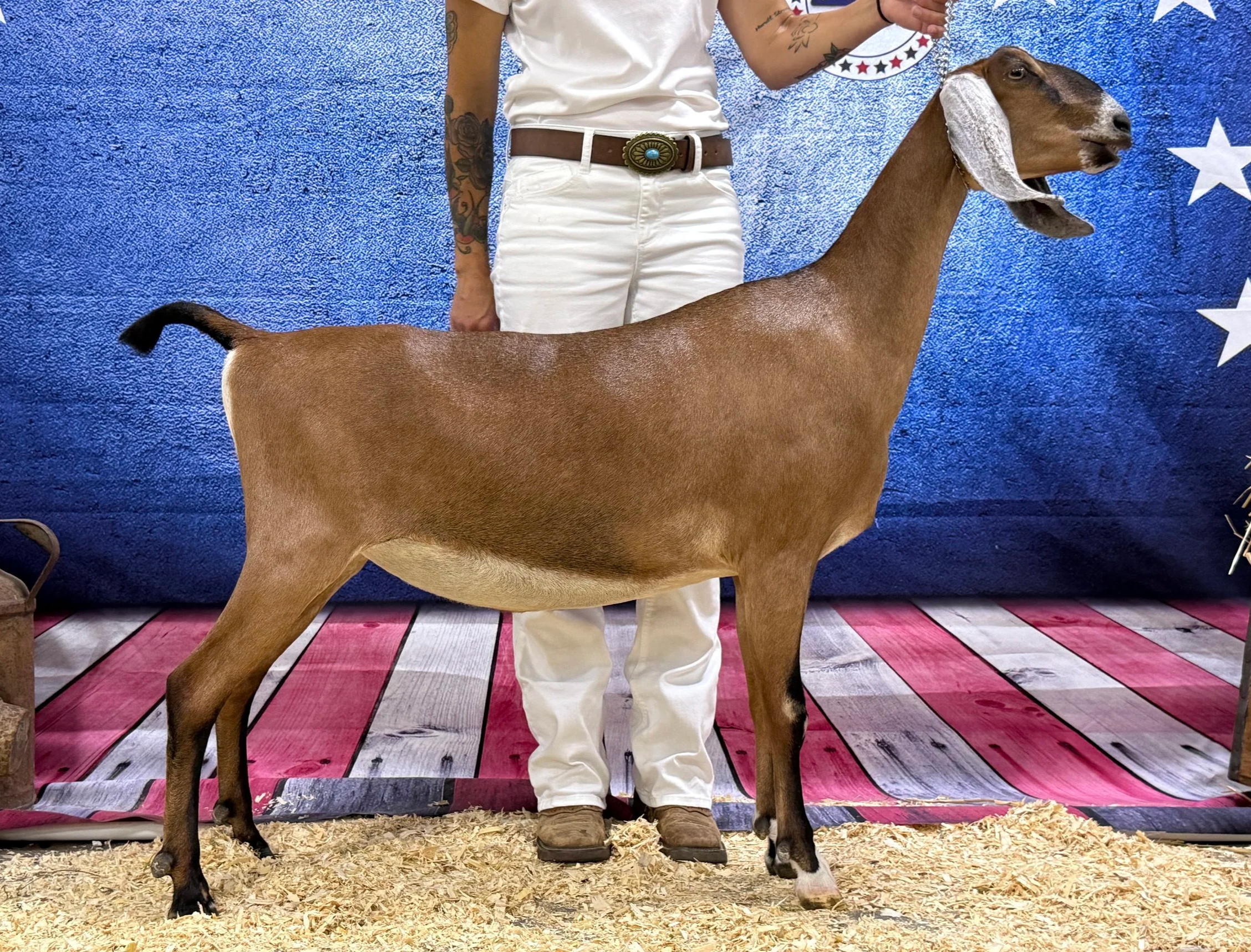 Ella+Nationals+2026.png