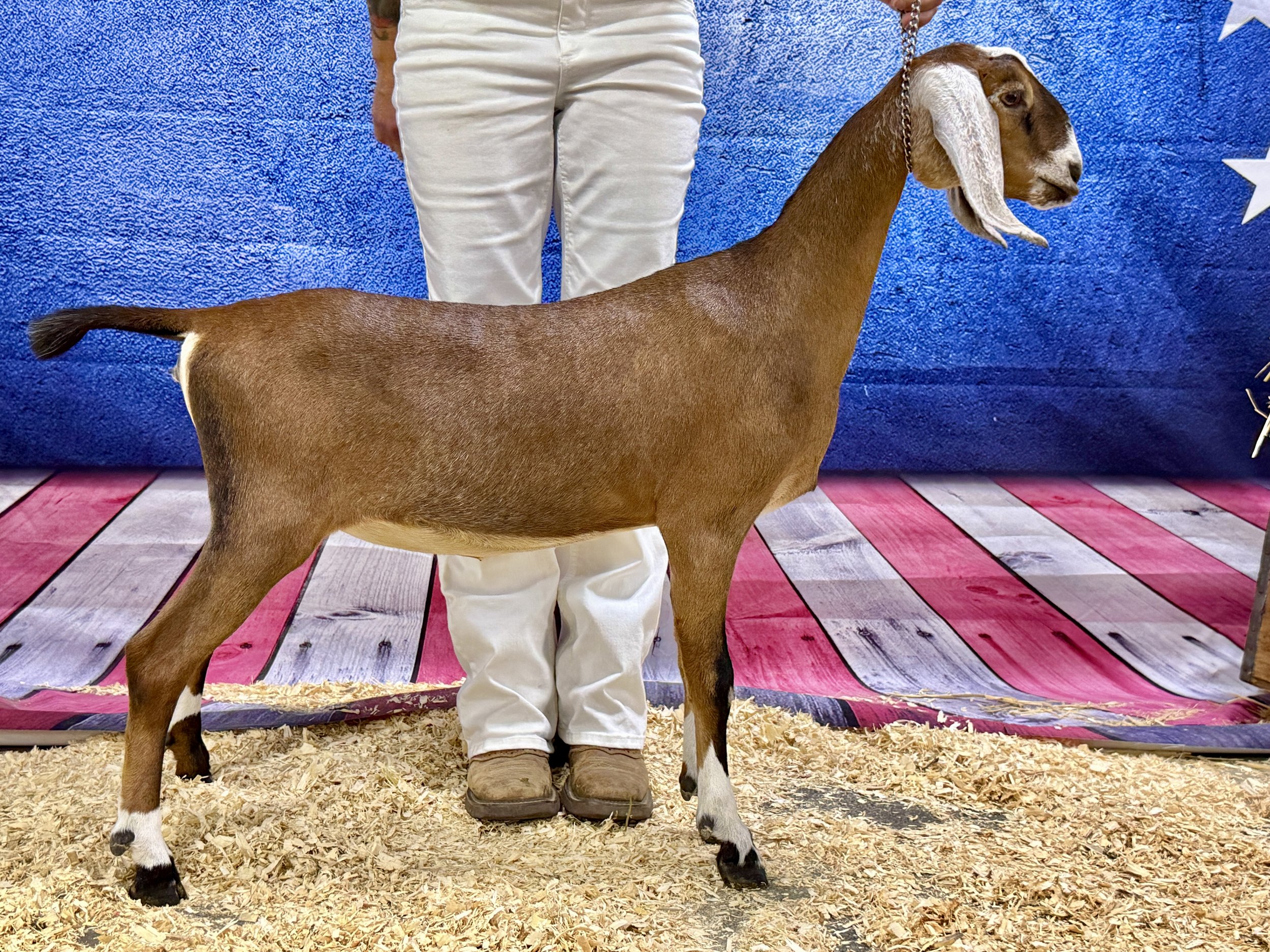 Addy Nationals 2026.jpg