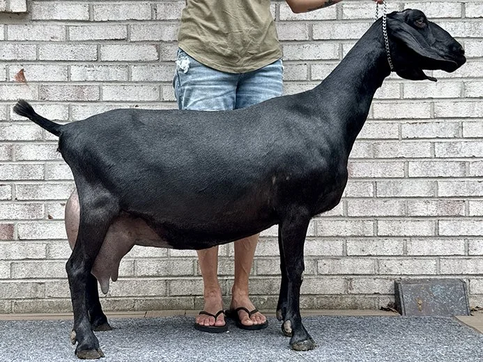 Ebony_side.jpg