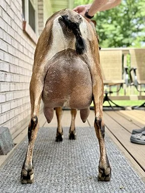Dam, 2yr 2F