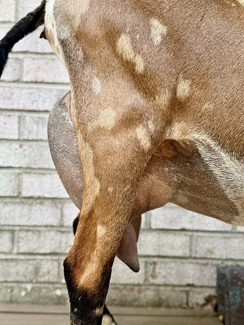 Dam, 2yr 2F