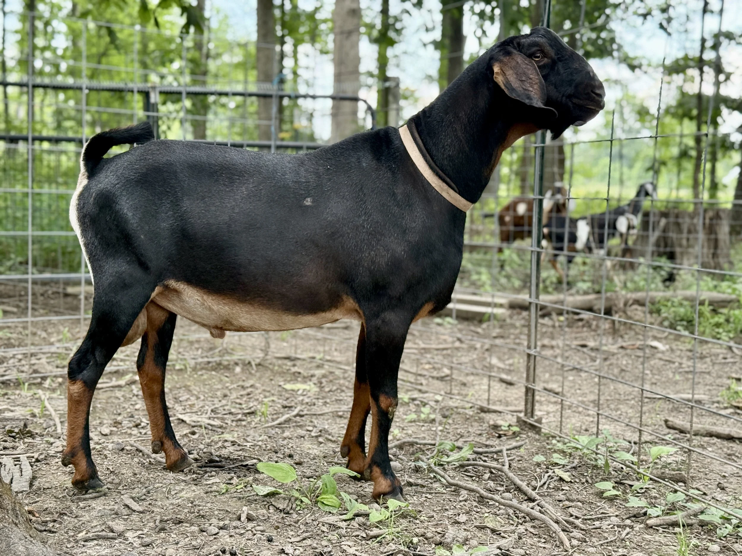 Sire