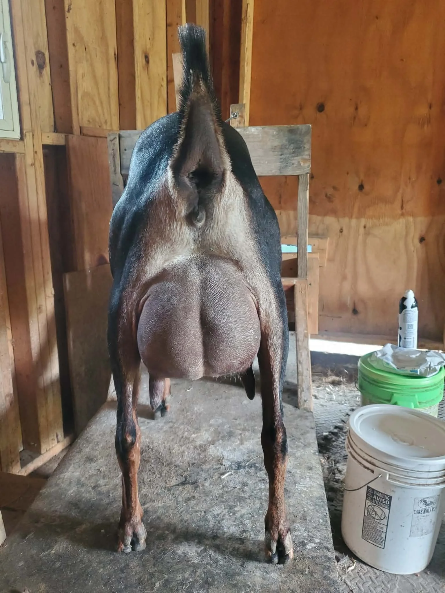 Paternal sister, yearling FF