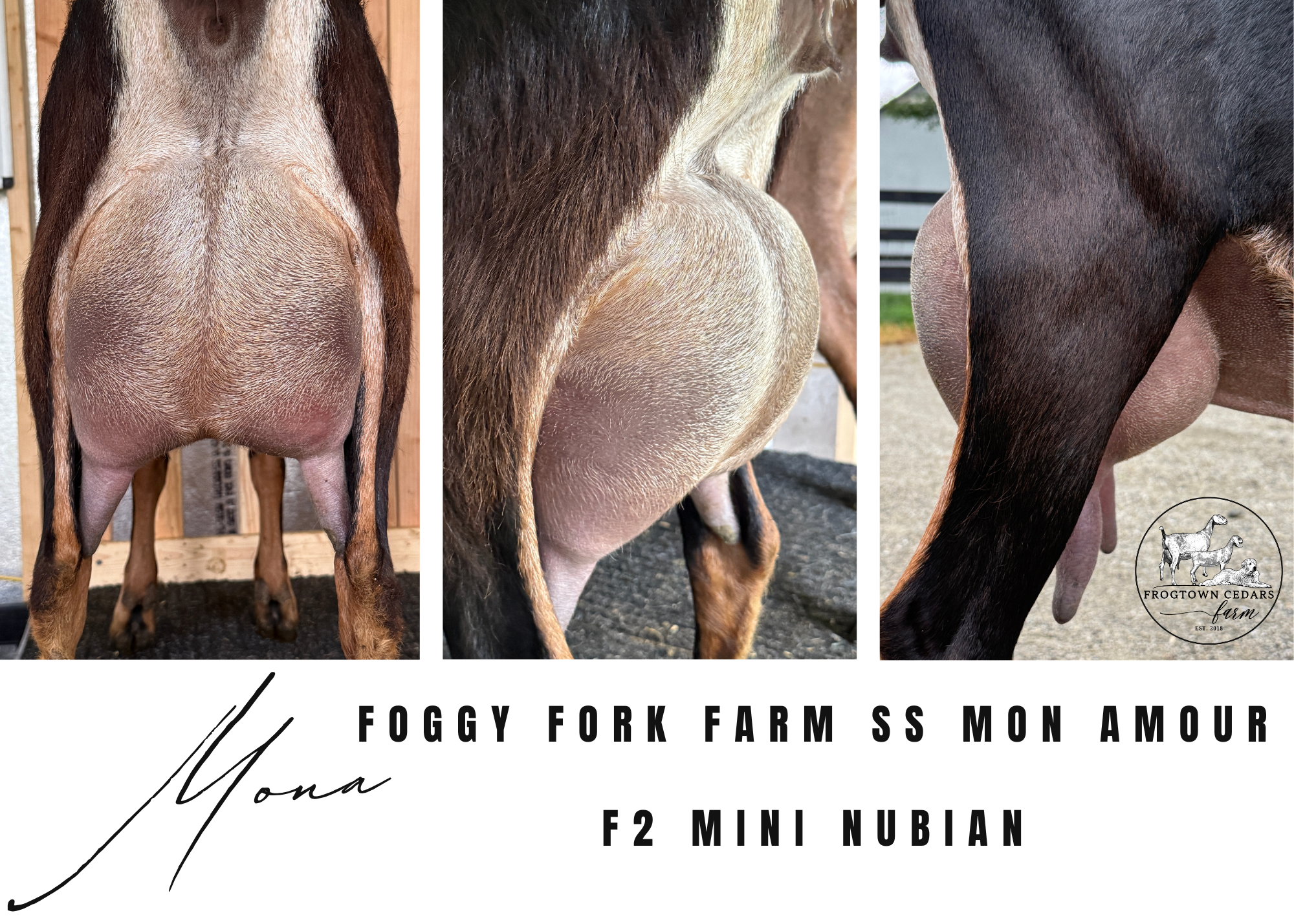 Maternal aunt, yearling FF