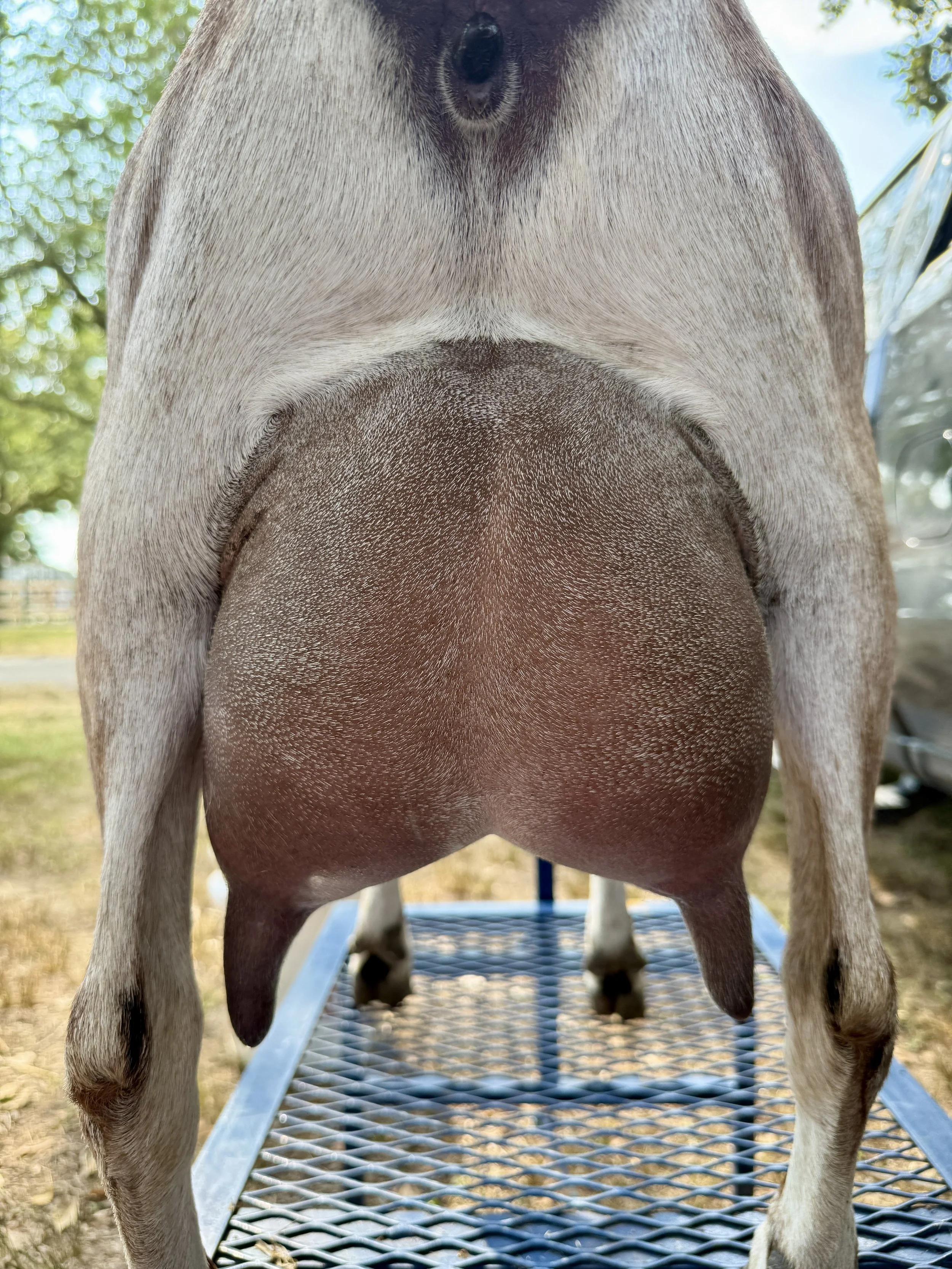 Paternal sister, yearling FF