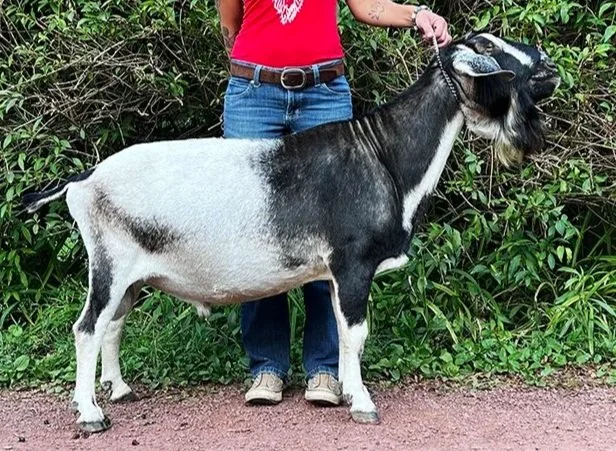 Sire, 7 years old