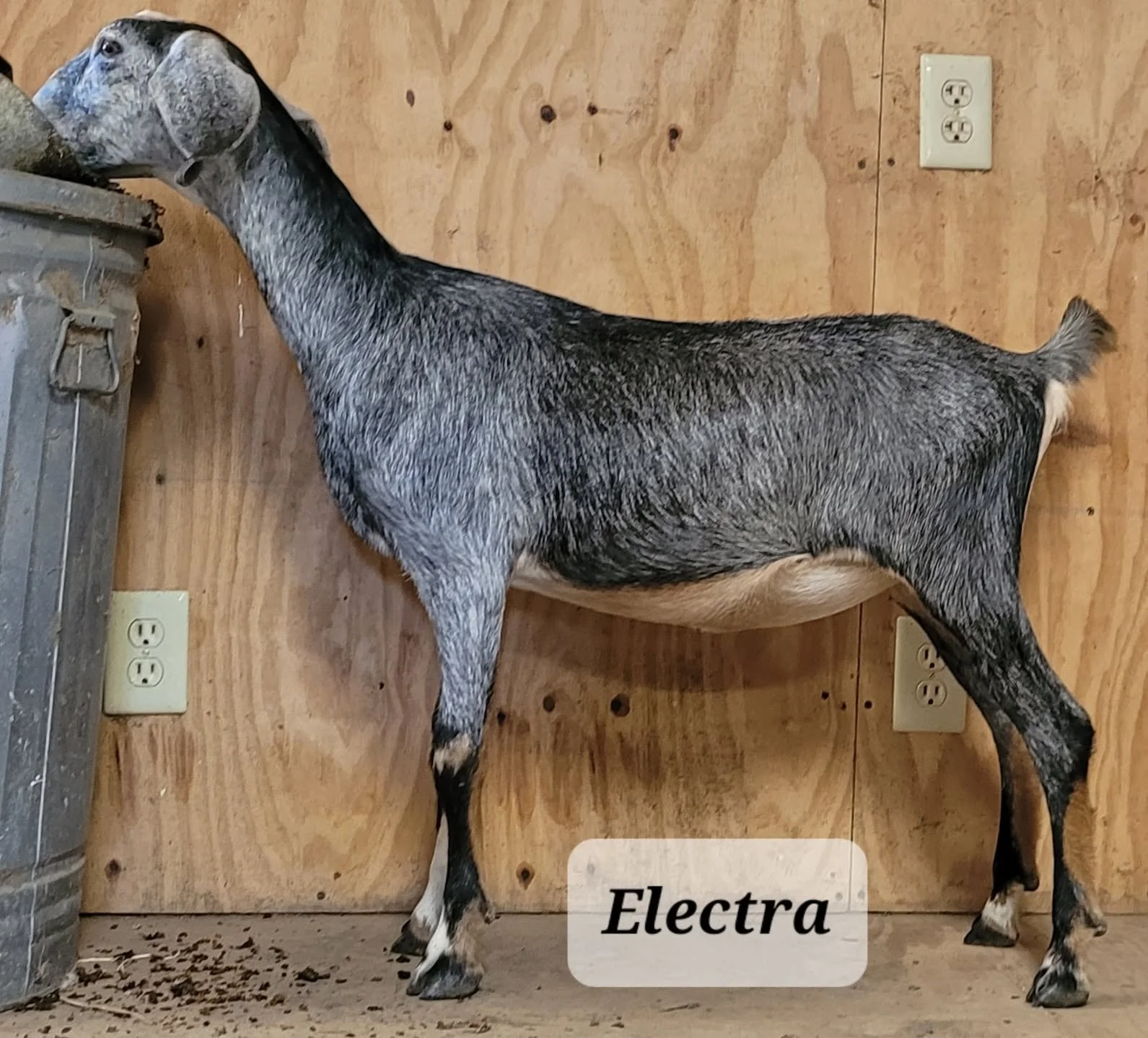 Full sister, Electra